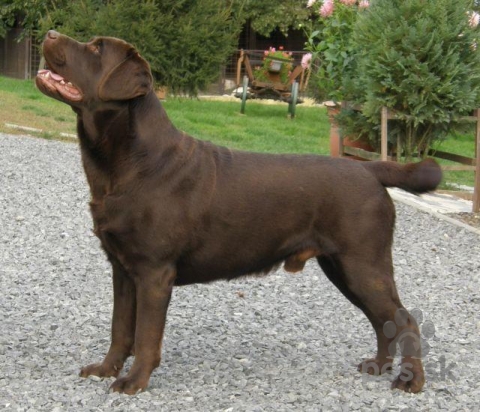 hnedy
